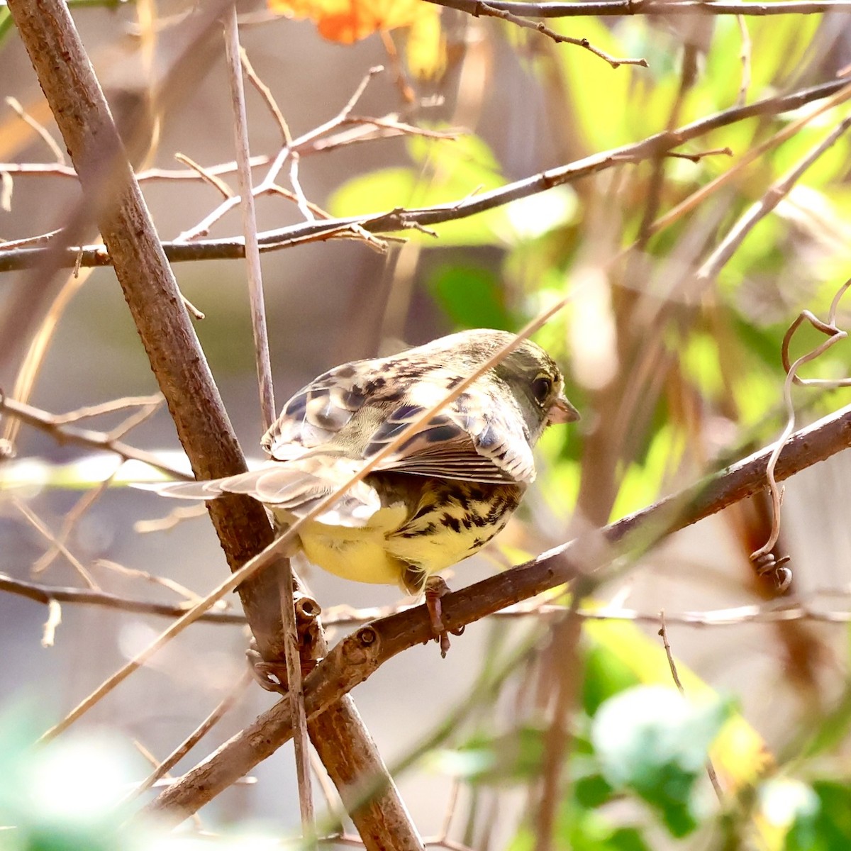 Masked Bunting - ML647124253