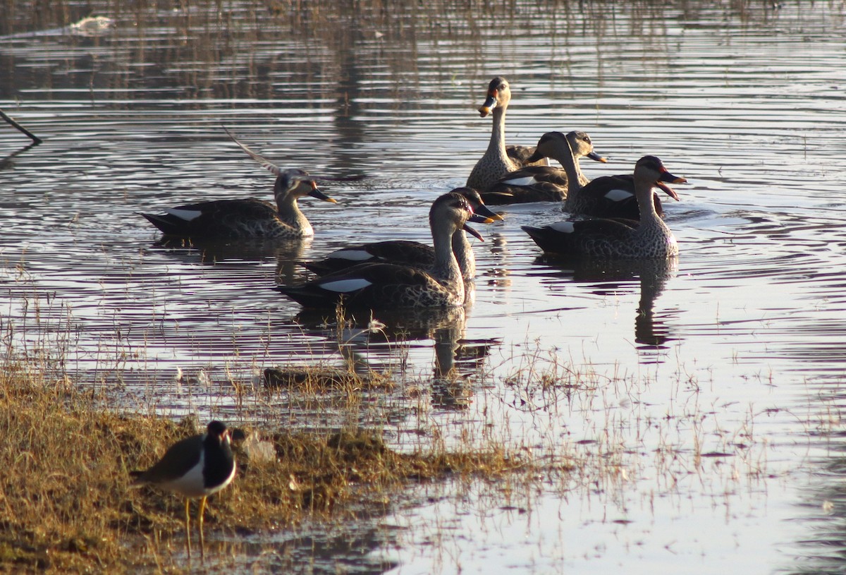 Indian Spot-billed Duck - ML647124257