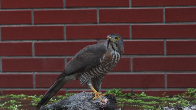 Хохлатый ястреб - ML647124264