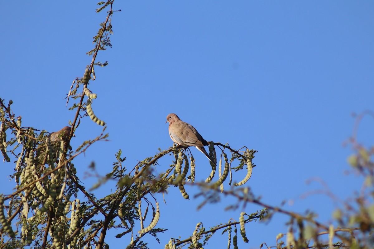 Laughing Dove - ML647124266