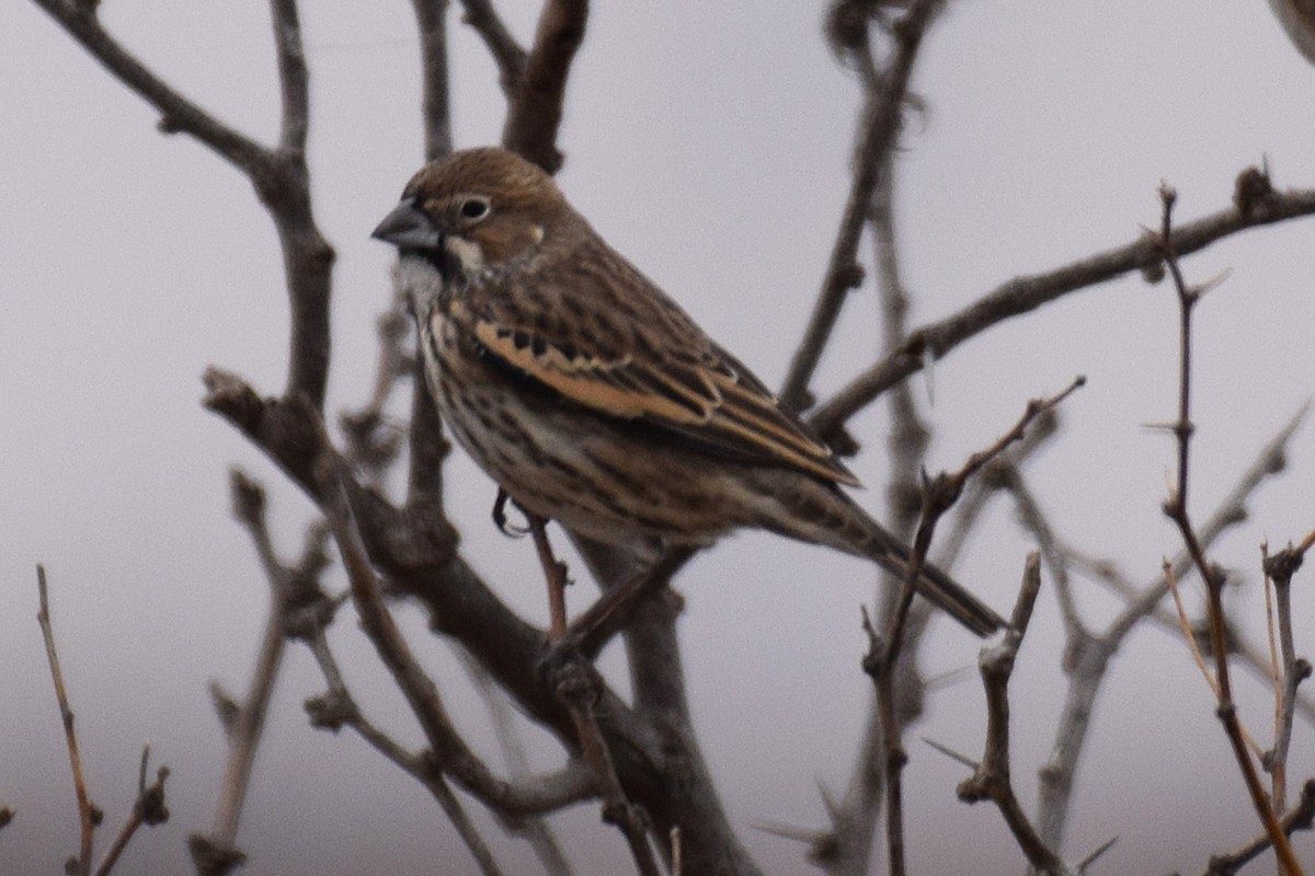 Lark Bunting - ML647124269