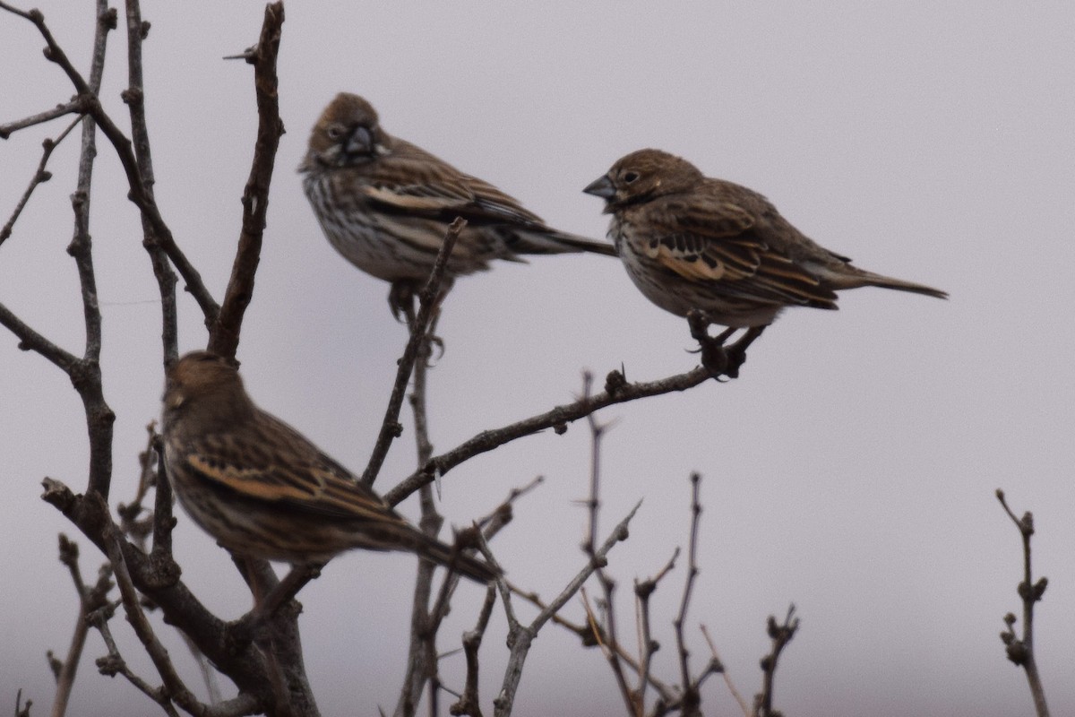 Lark Bunting - ML647124270