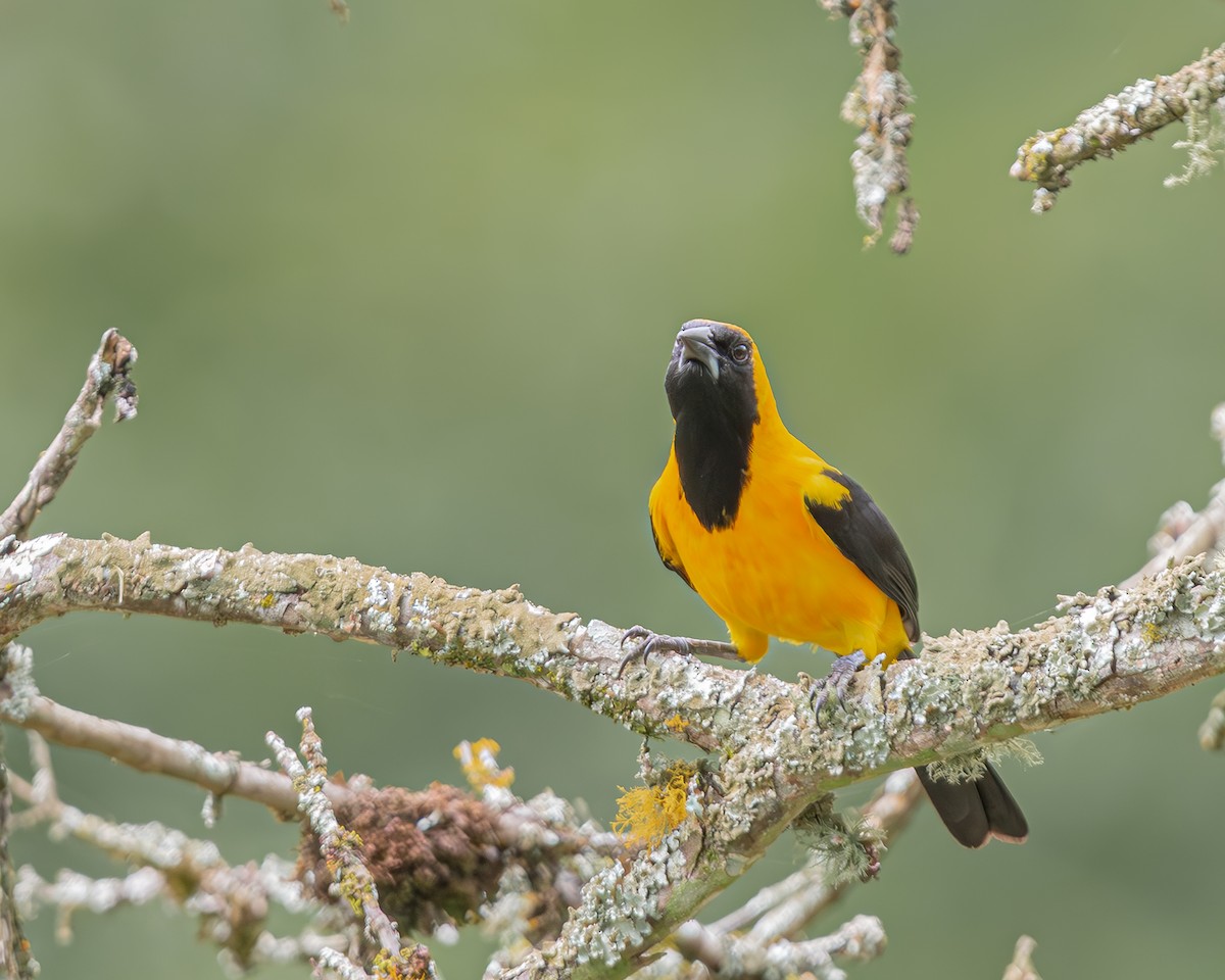 Yellow-backed Oriole - ML647124274