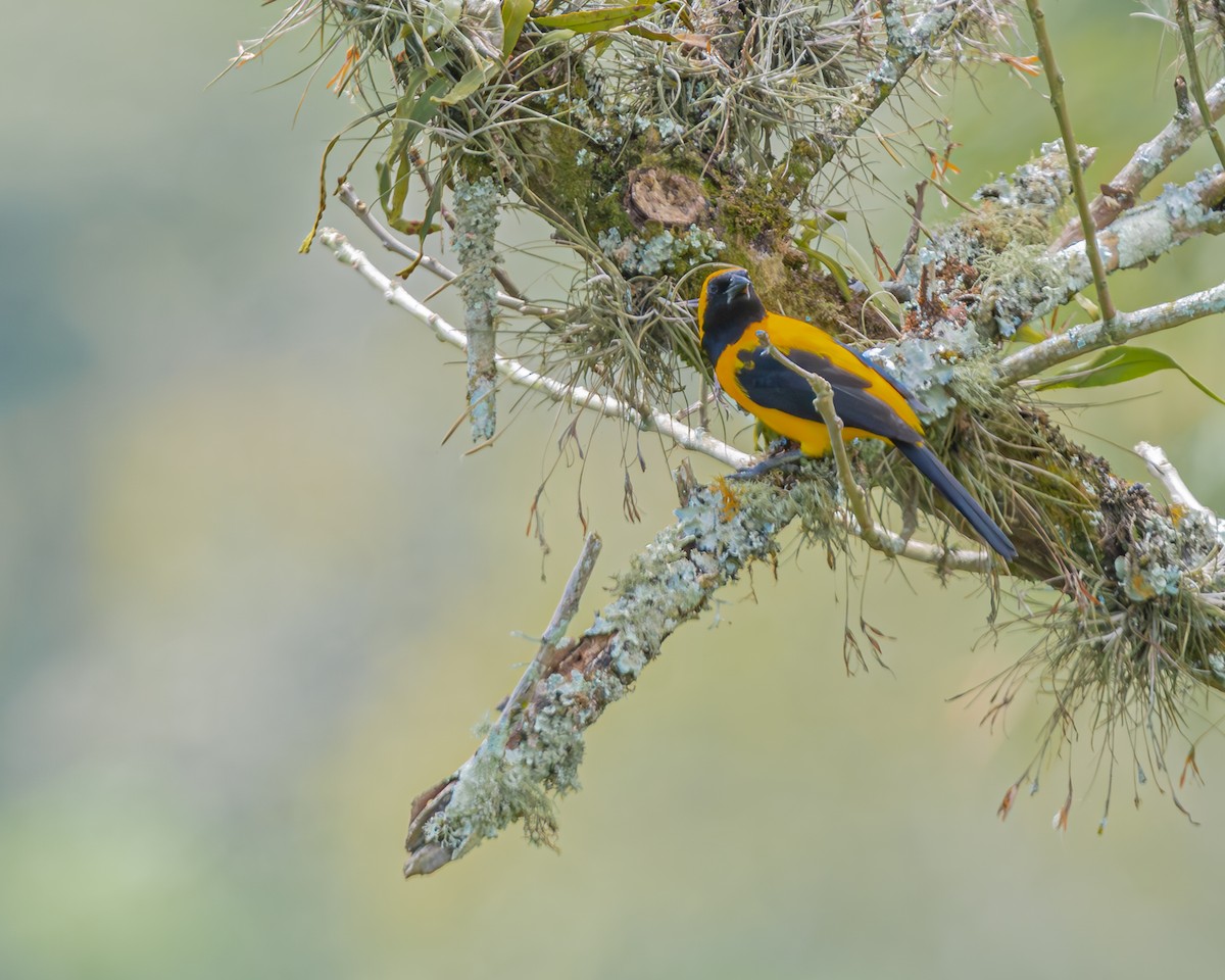 Yellow-backed Oriole - ML647124275