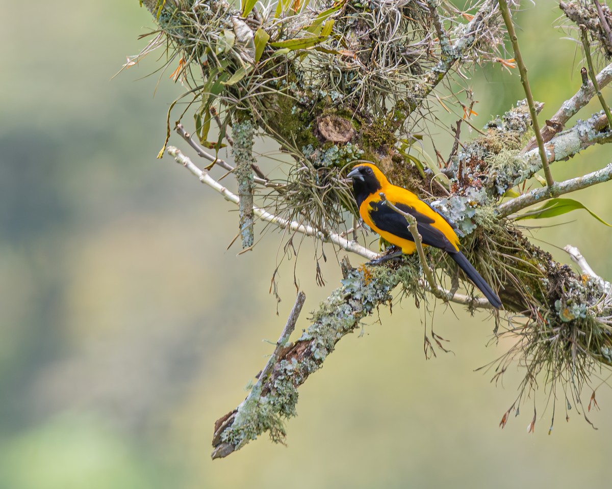 Yellow-backed Oriole - ML647124276