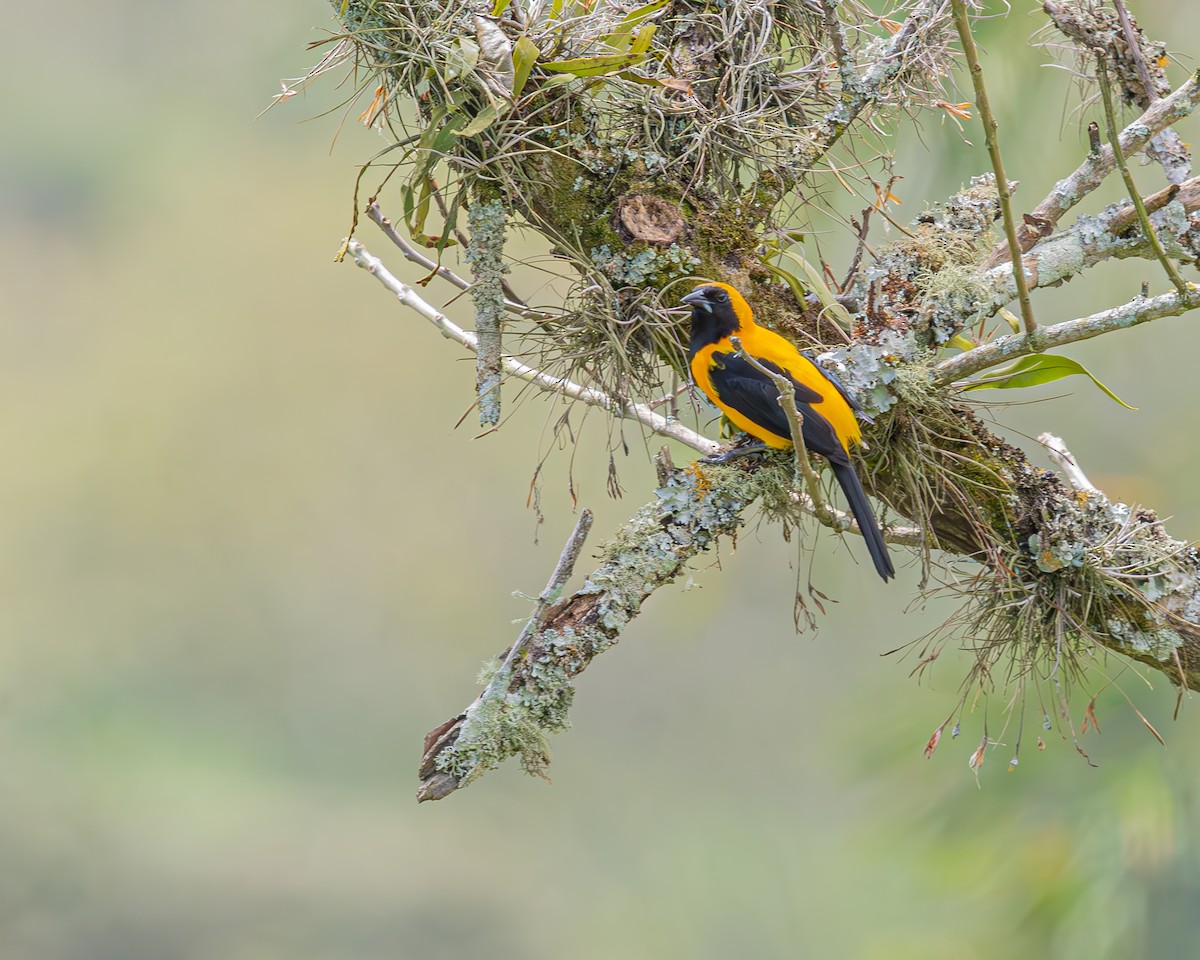 Yellow-backed Oriole - ML647124277
