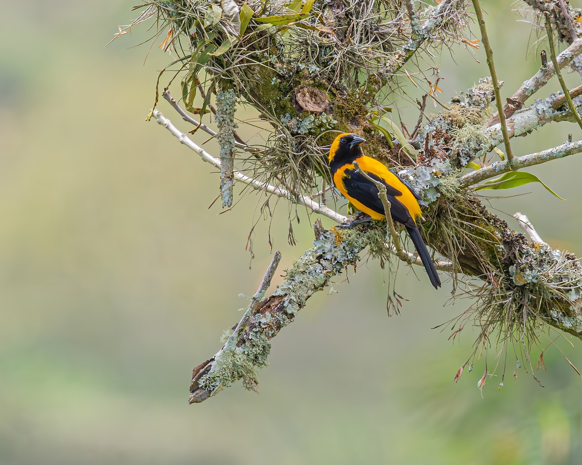 Yellow-backed Oriole - ML647124278