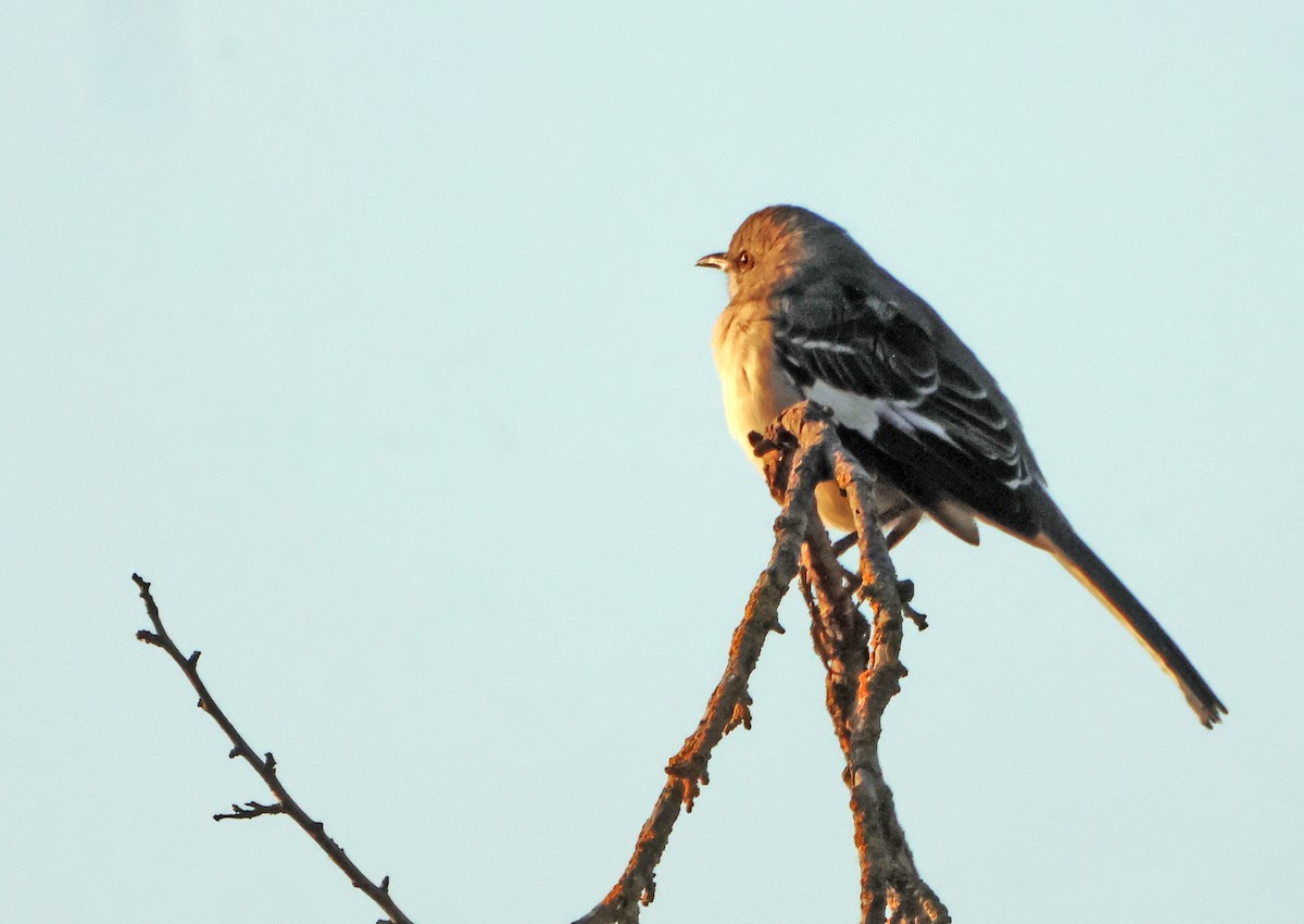 חקיינית צפונית - ML647124288