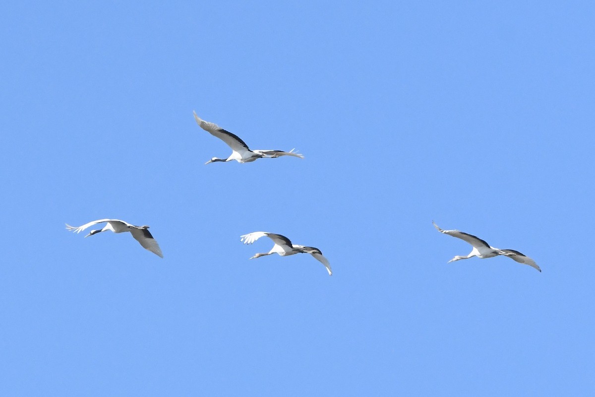 Japon Turnası - ML647124308