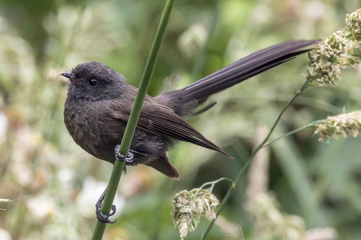 New Zealand Fantail - ML647124313