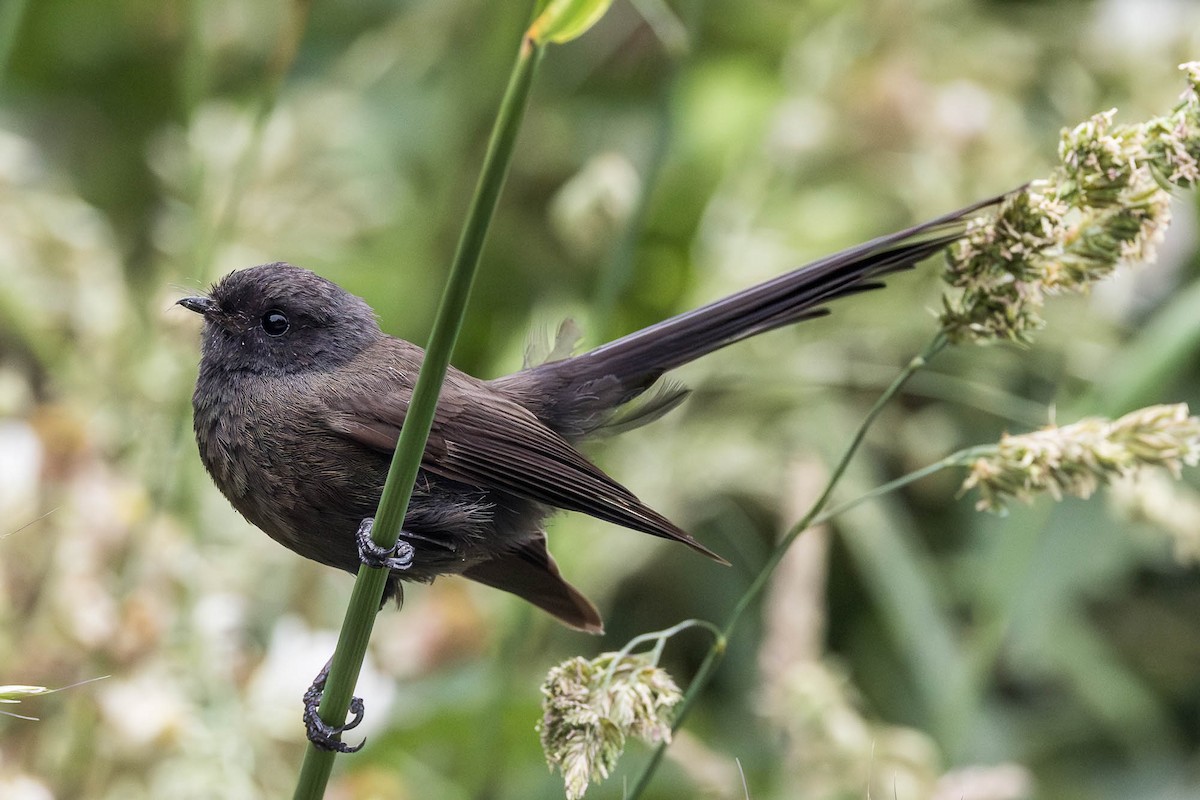 New Zealand Fantail - ML647124314