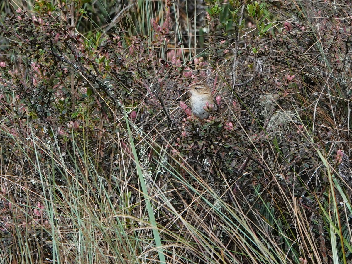 střízlík ostřicový (ssp. minimus) - ML647124335