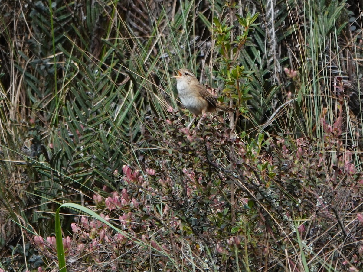 střízlík ostřicový (ssp. minimus) - ML647124336