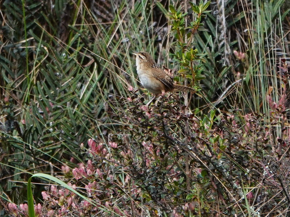 střízlík ostřicový (ssp. minimus) - ML647124337