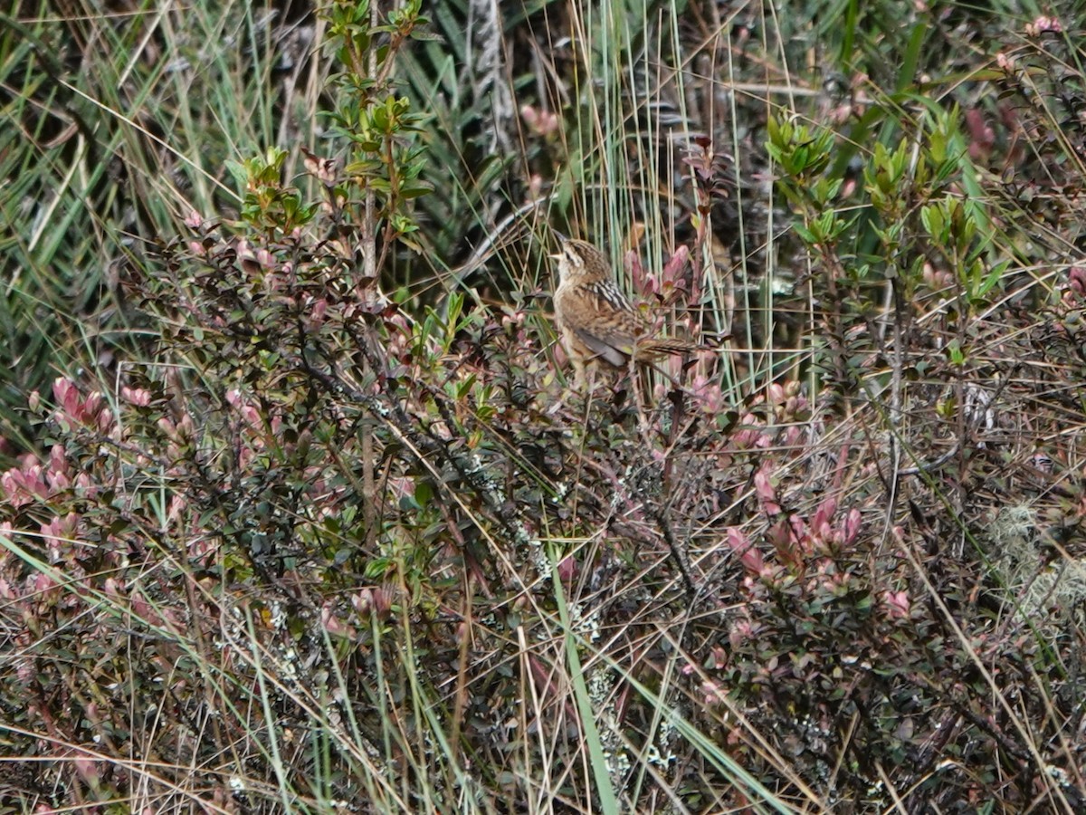 střízlík ostřicový (ssp. minimus) - ML647124338