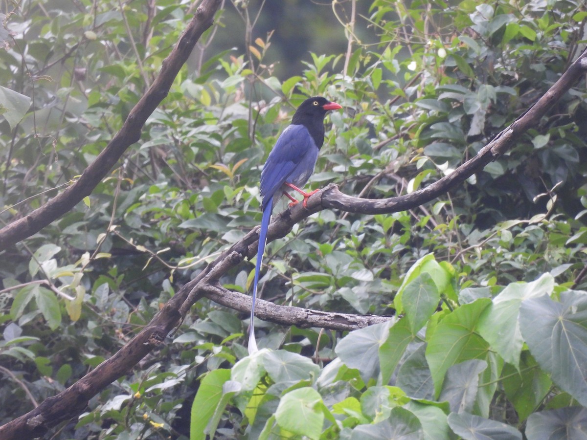 ヤマムスメ - ML647124339