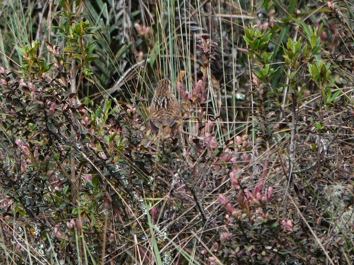 střízlík ostřicový (ssp. minimus) - ML647124340