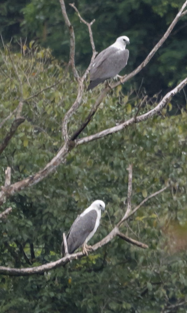 White-bellied Sea-Eagle - ML647124342