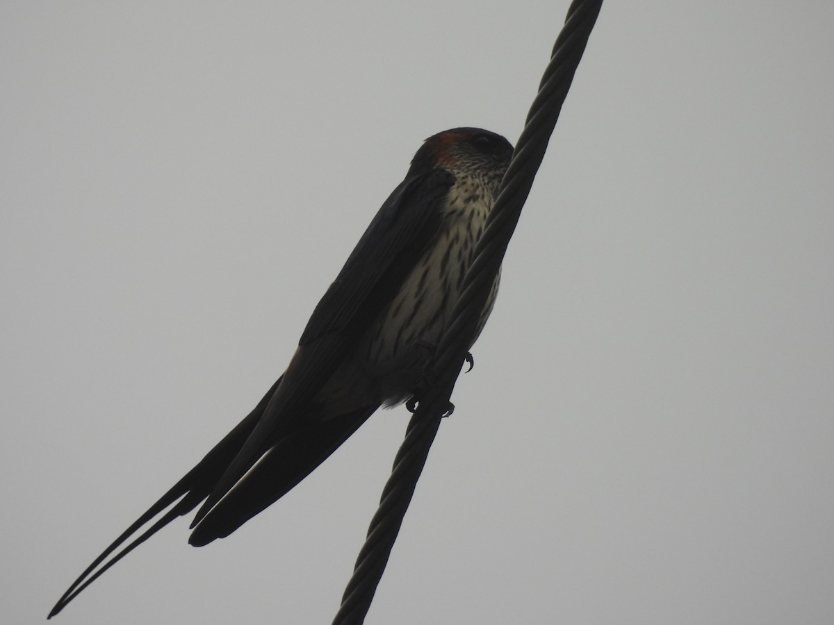 コシアカツバメ [striolata グループ] - ML647124346