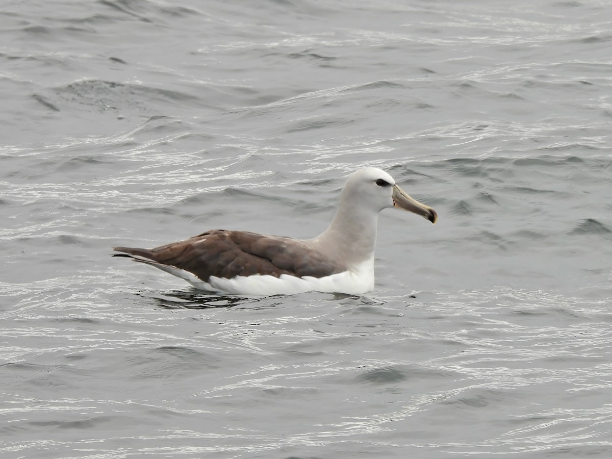 サルビンアホウドリ - ML647124355