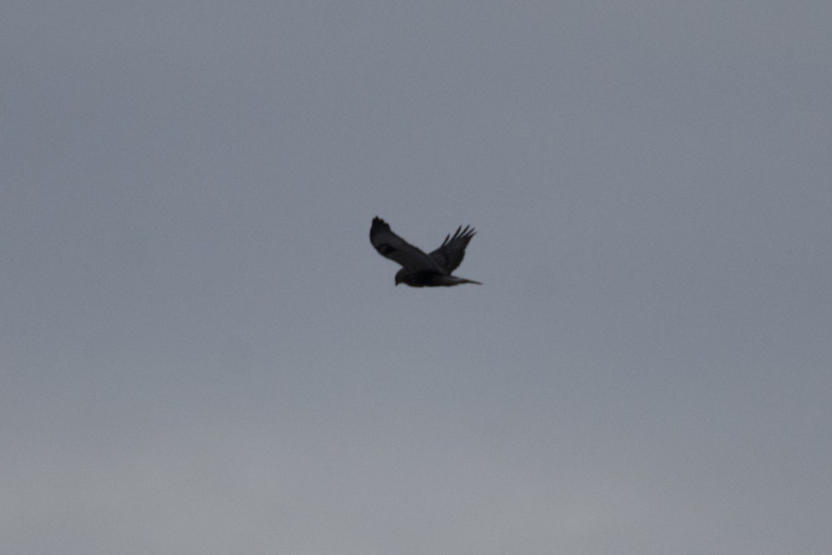 Rough-legged Hawk - ML647124356