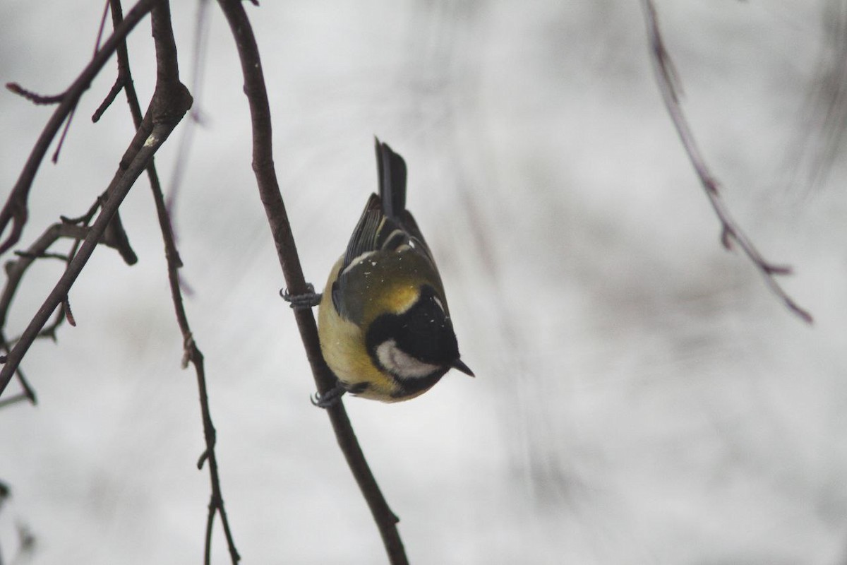 Kohlmeise - ML647124360