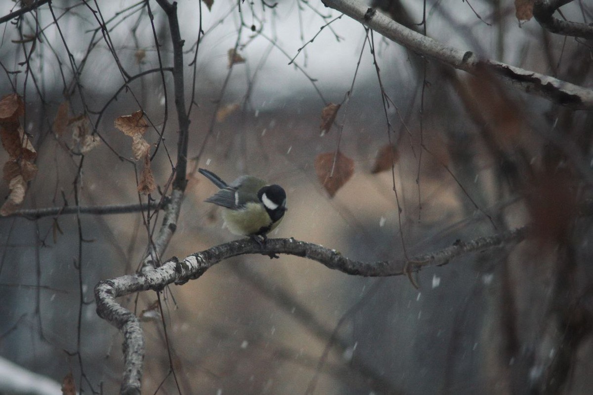 Kohlmeise - ML647124361