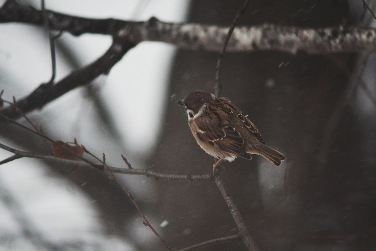 Feldsperling - ML647124363