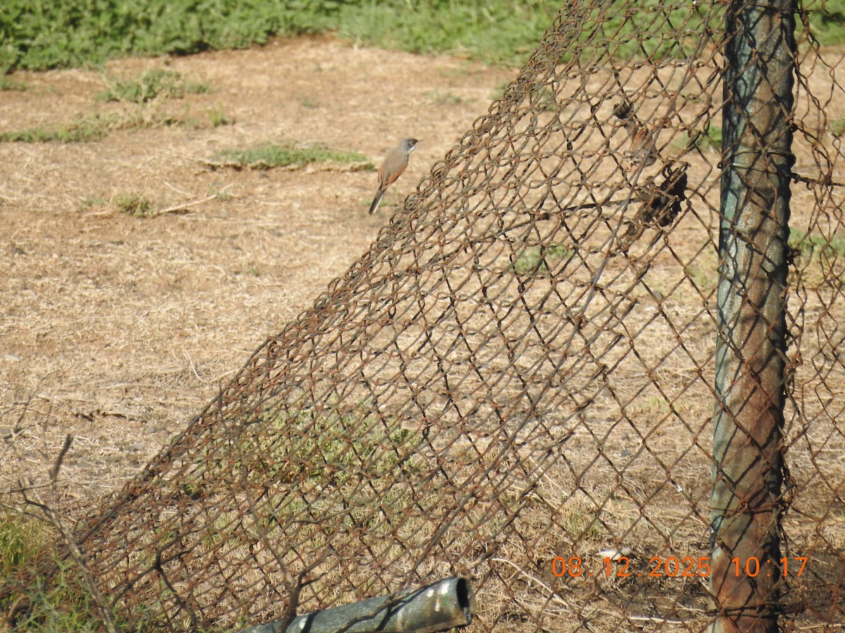 Fauvette à lunettes - ML647124364