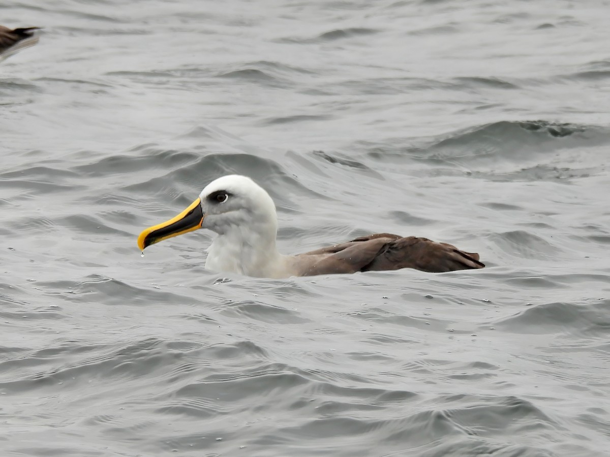 Buller's Albatross - ML647124365