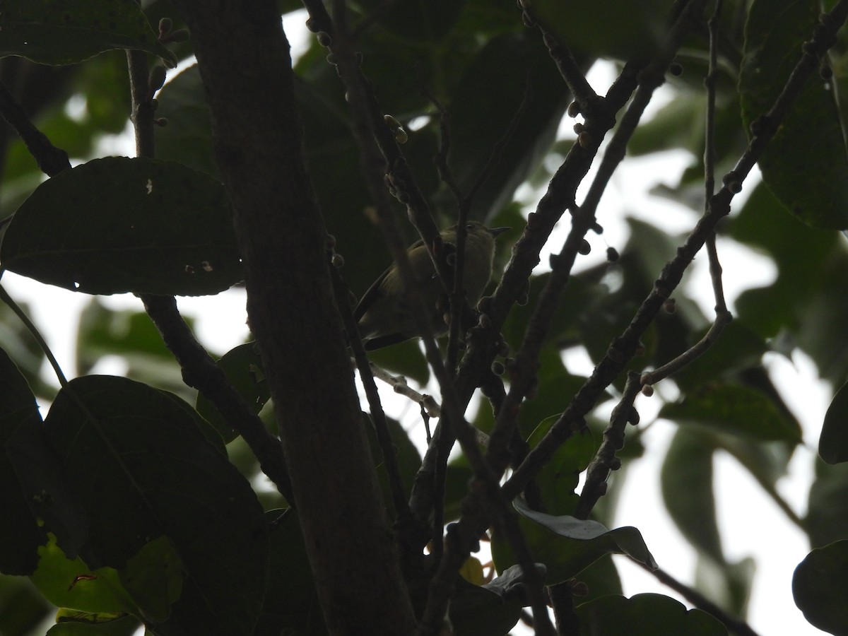 ムジハナドリ - ML647124366