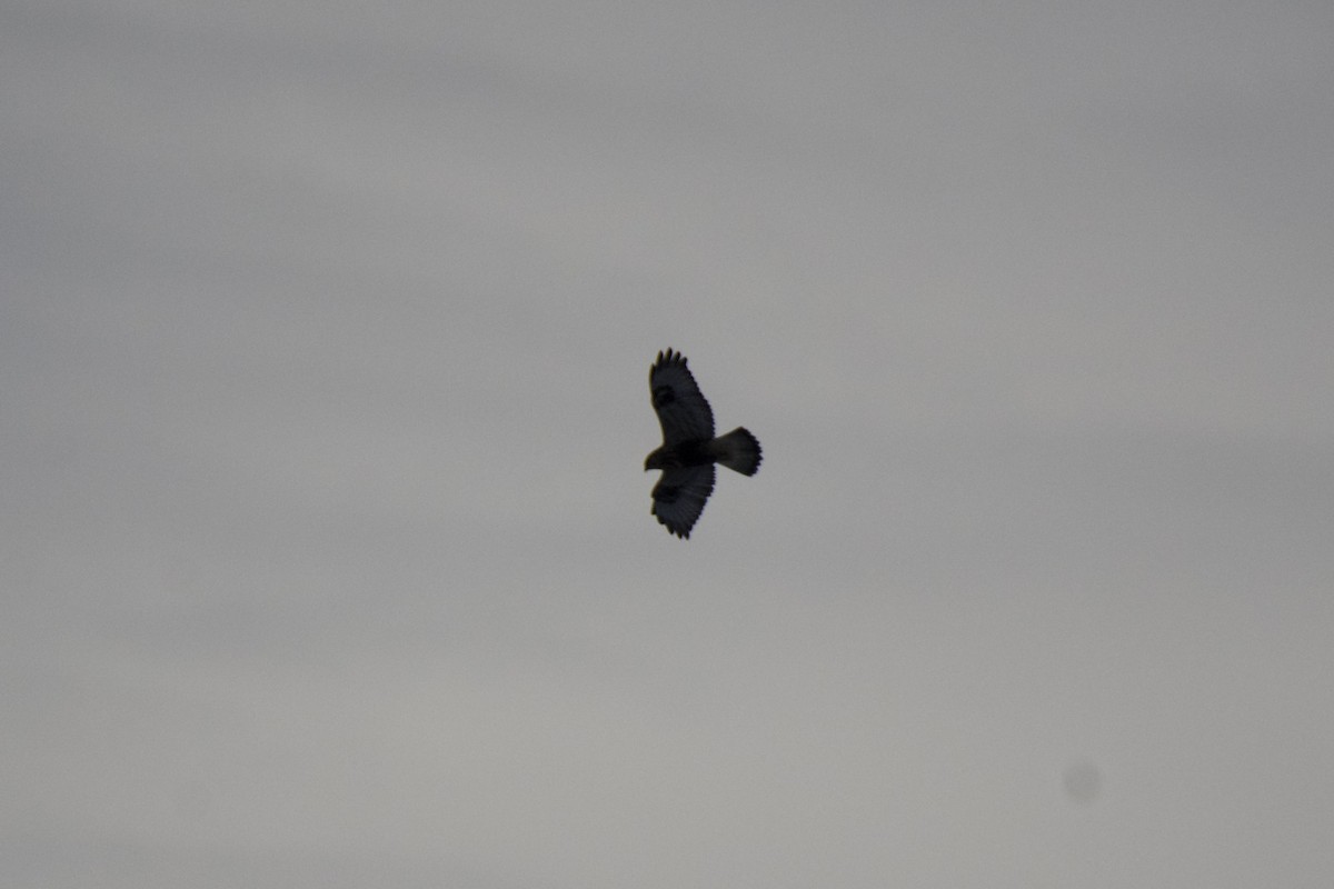 Rough-legged Hawk - ML647124374