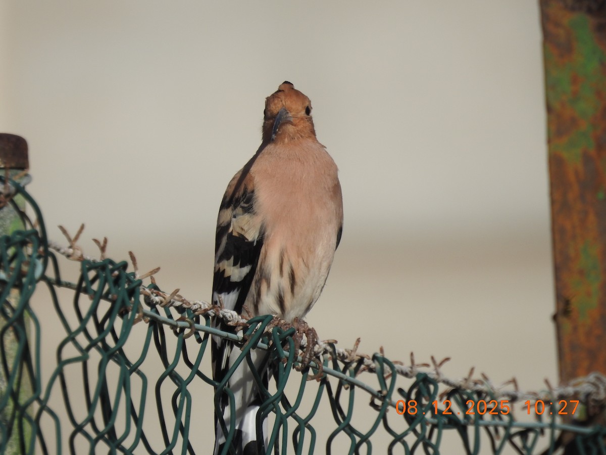 Huppe fasciée - ML647124376