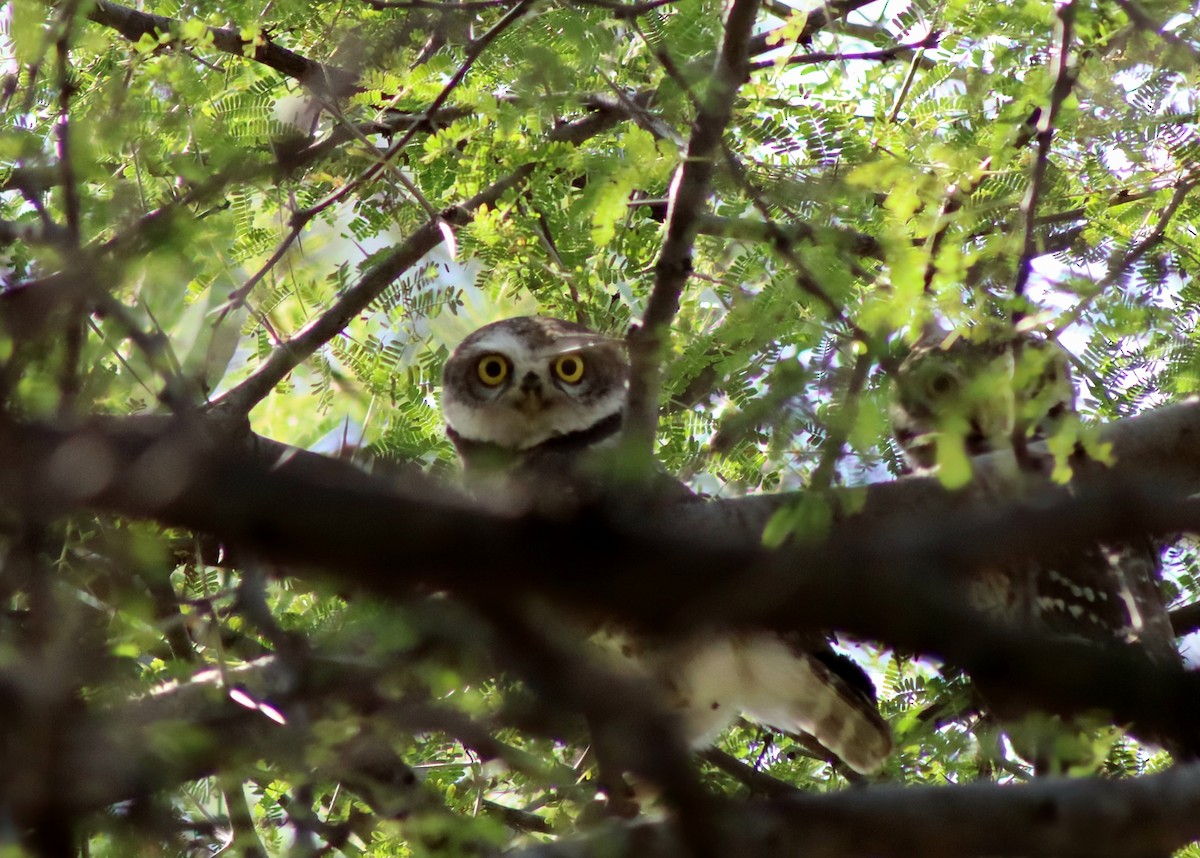Spotted Owlet - ML647124378