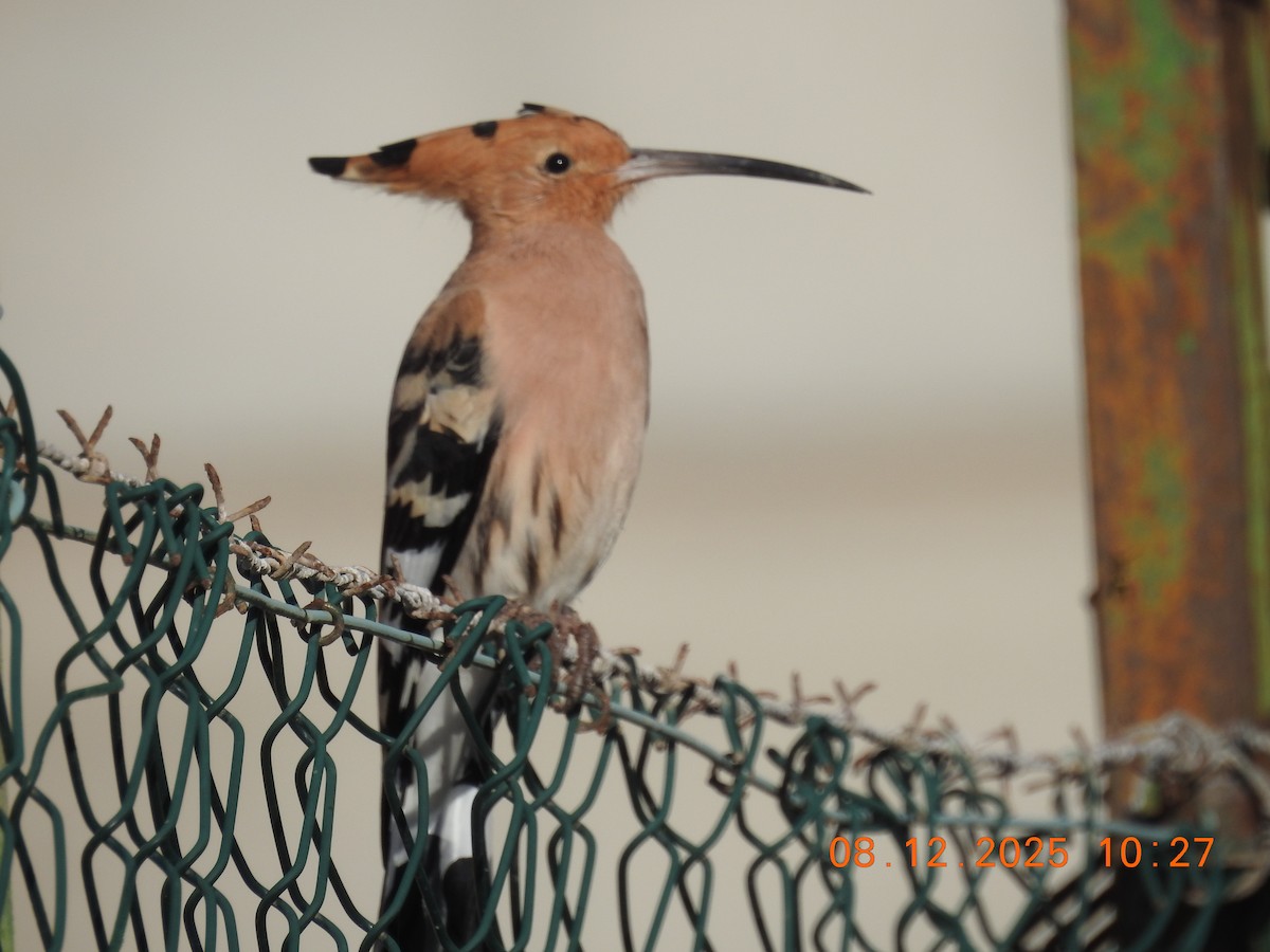 Huppe fasciée - ML647124388