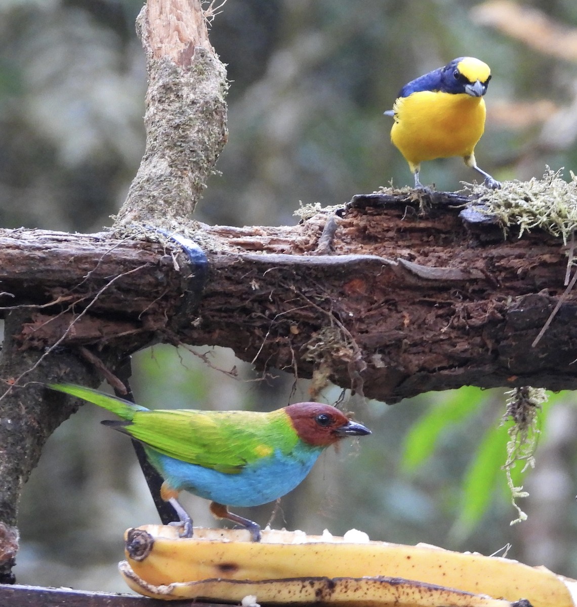 Bay-headed Tanager - ML647124389