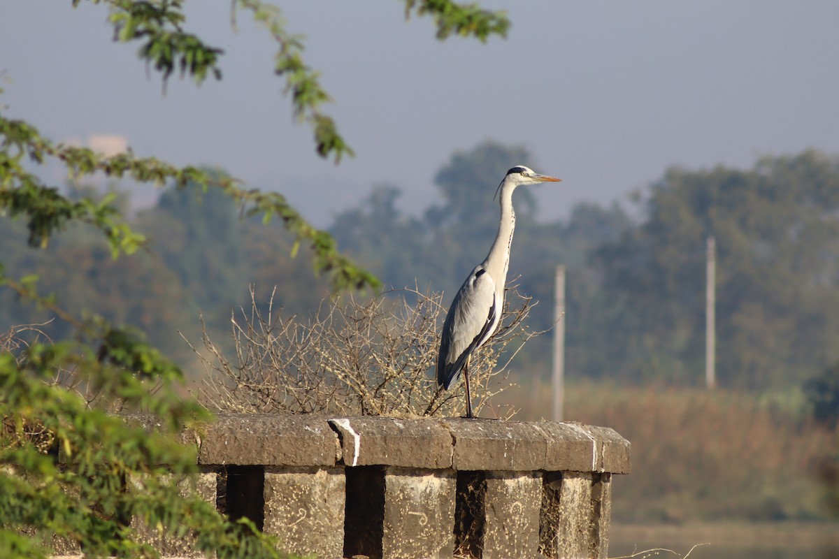 Gray Heron - ML647124392