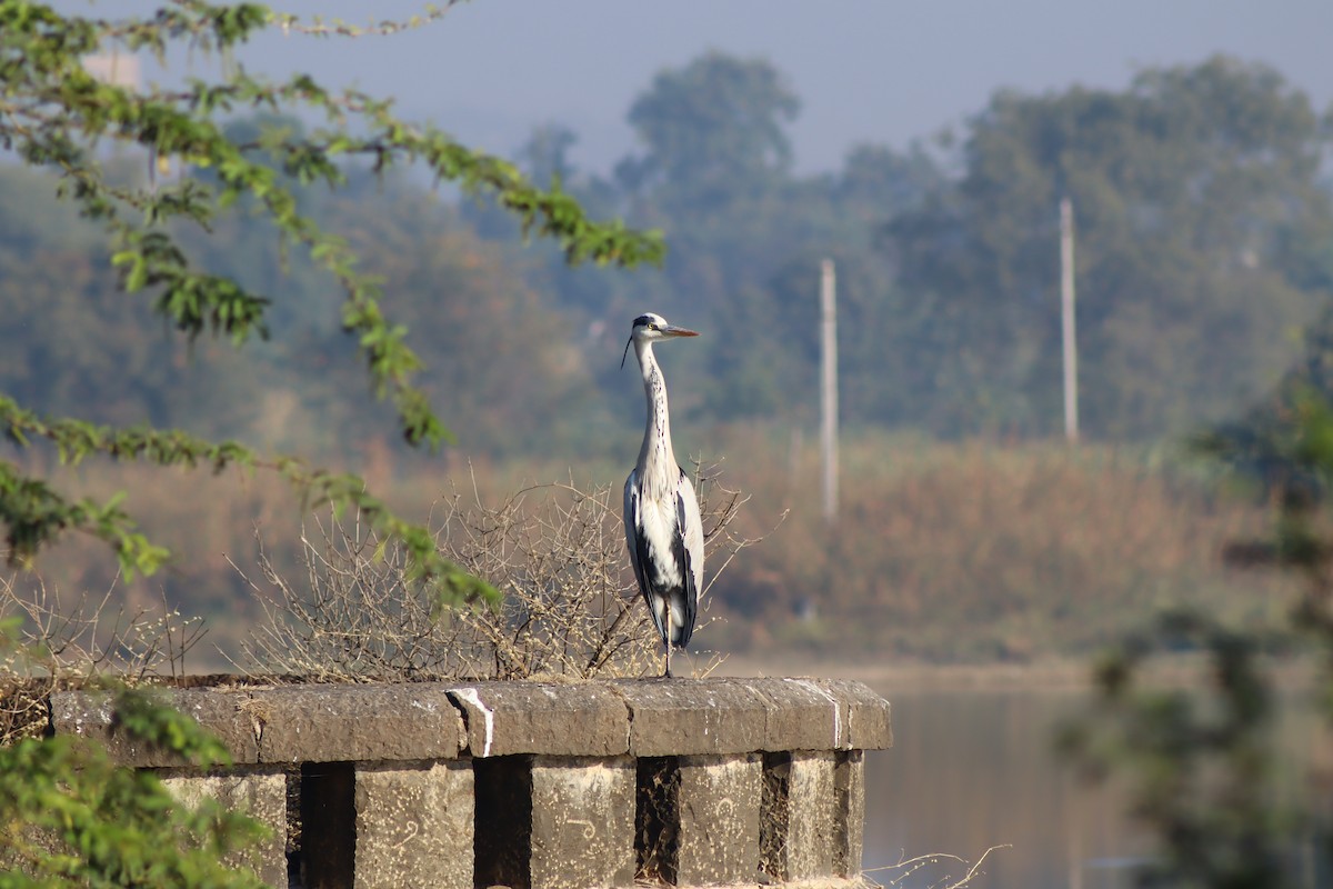 Gray Heron - ML647124393