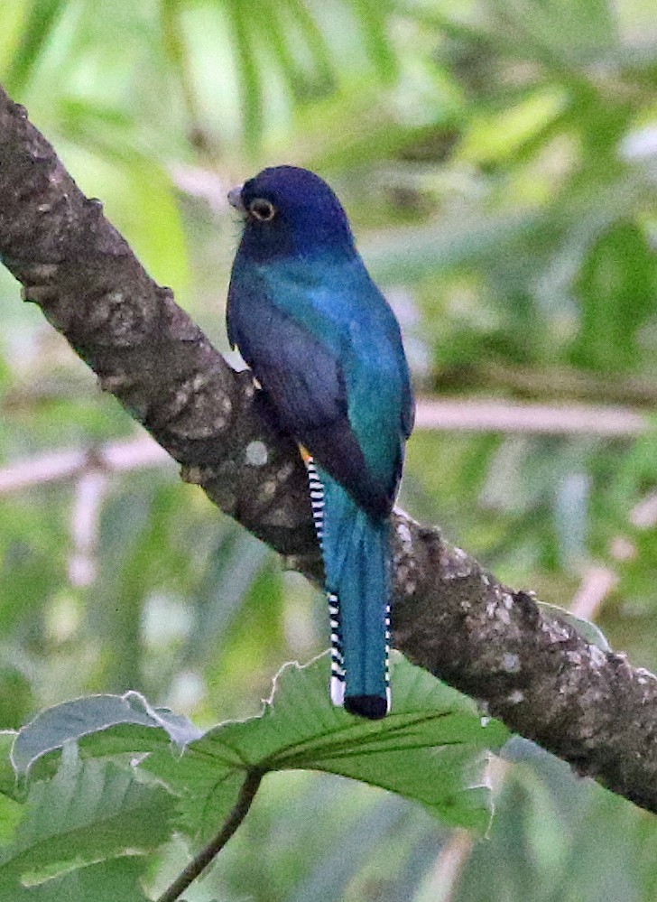 Фиолетовый трогон - ML647124394