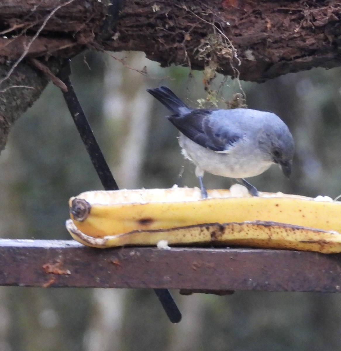 gråtanagar - ML647124395