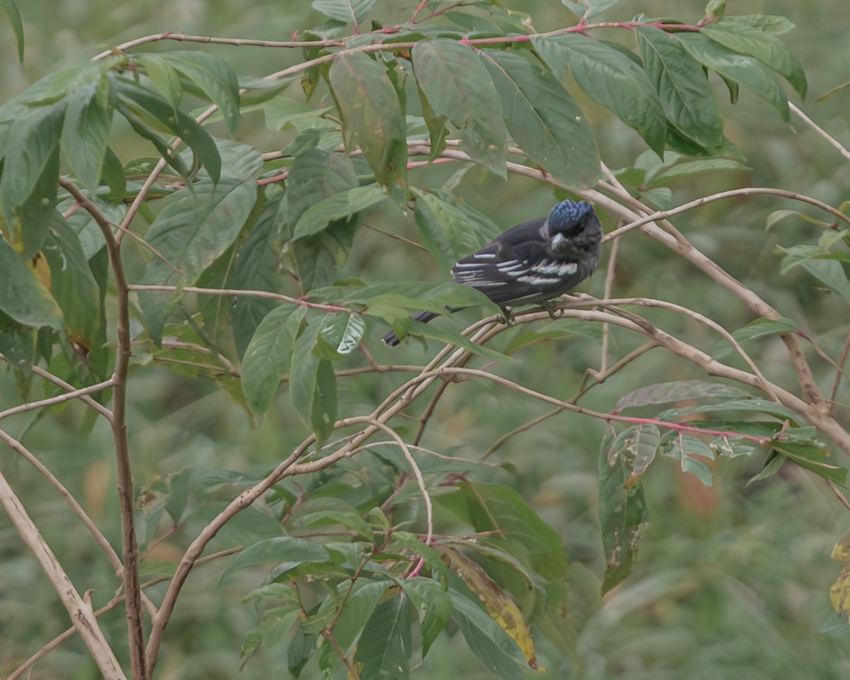 White-winged Becard - ML647124398