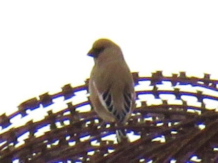 Desert Finch - ML647124399