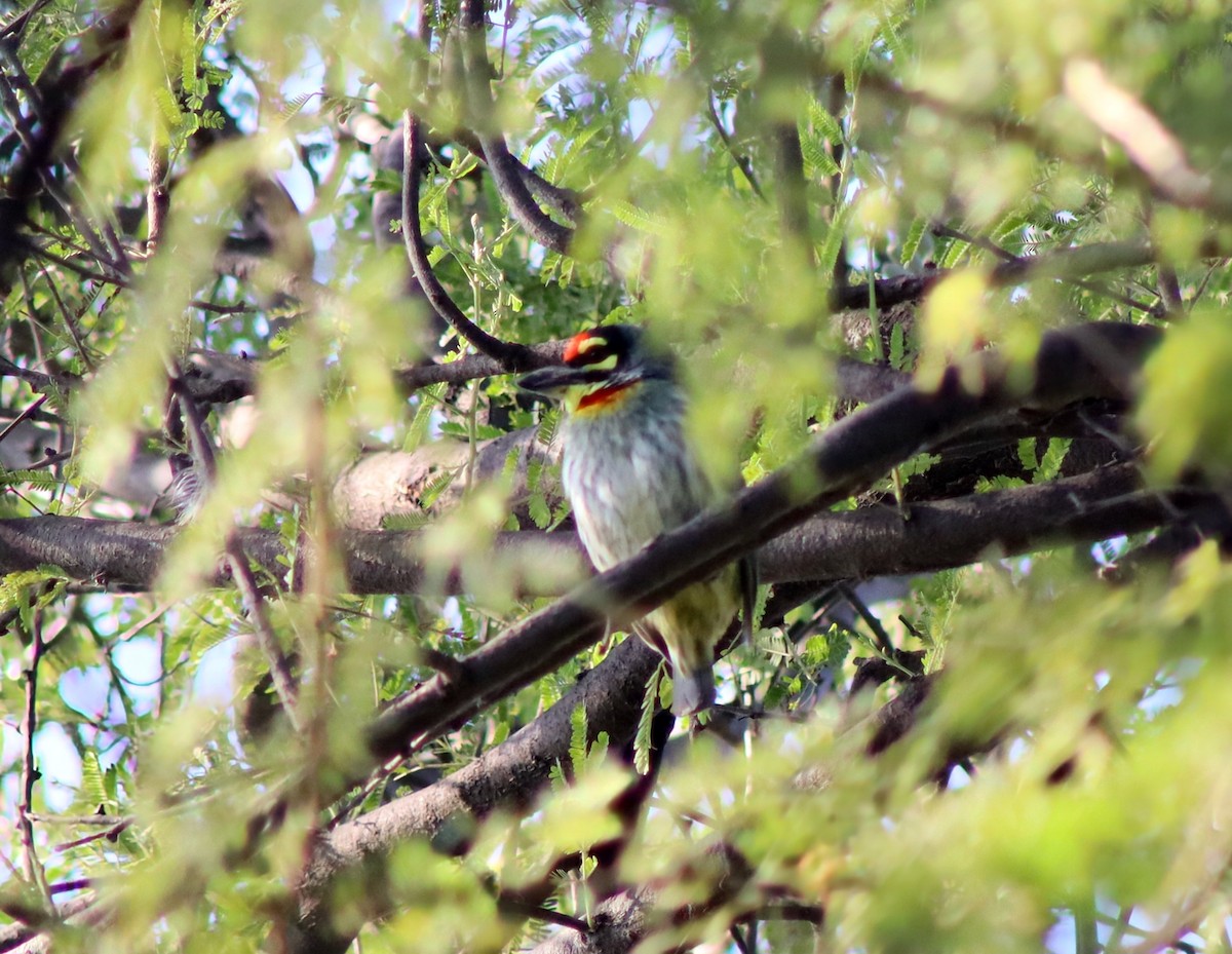Coppersmith Barbet - ML647124400