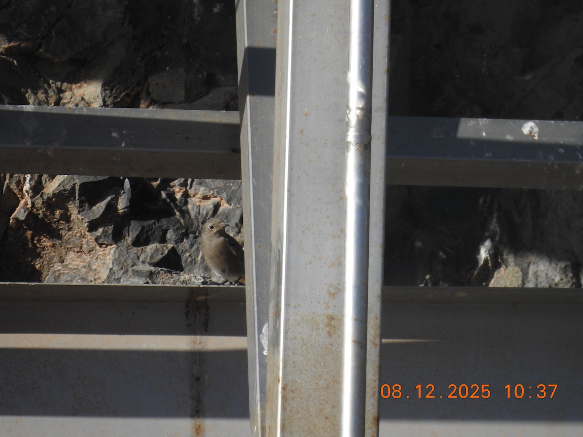 Rougequeue noir - ML647124404