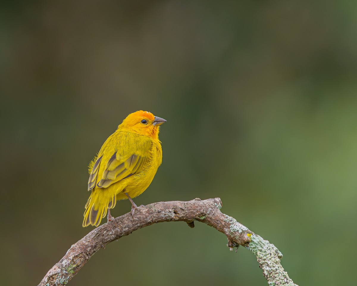 Saffron Finch - ML647124406