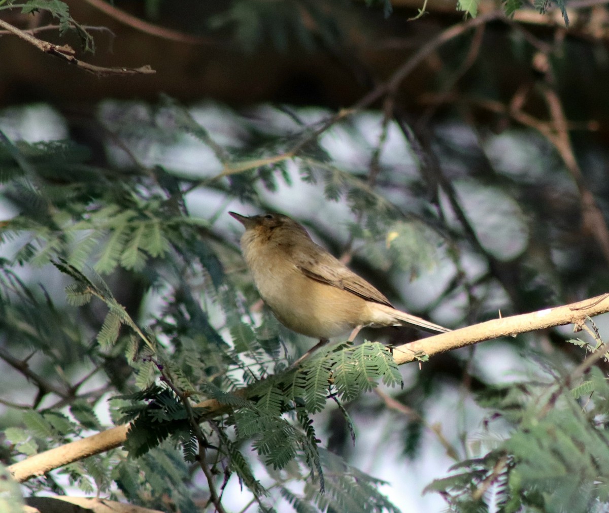 Blyth's Reed Warbler - ML647124407