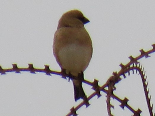Desert Finch - ML647124408