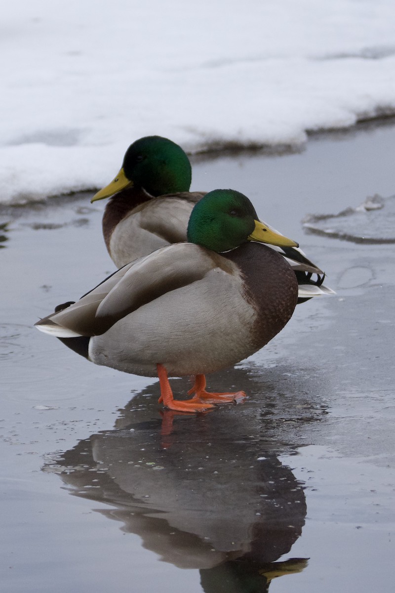 Mallard - ML647124409