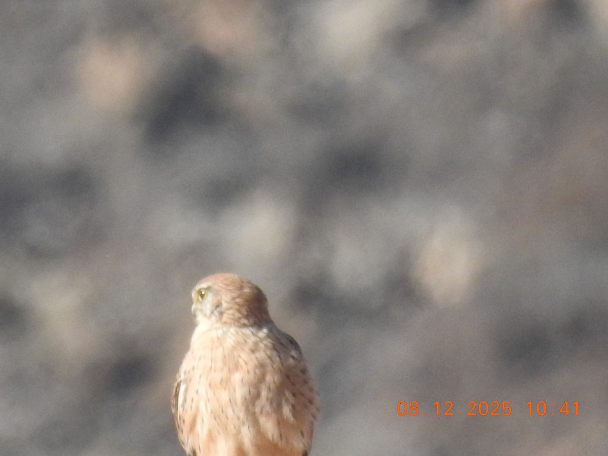 Faucon crécerelle - ML647124410