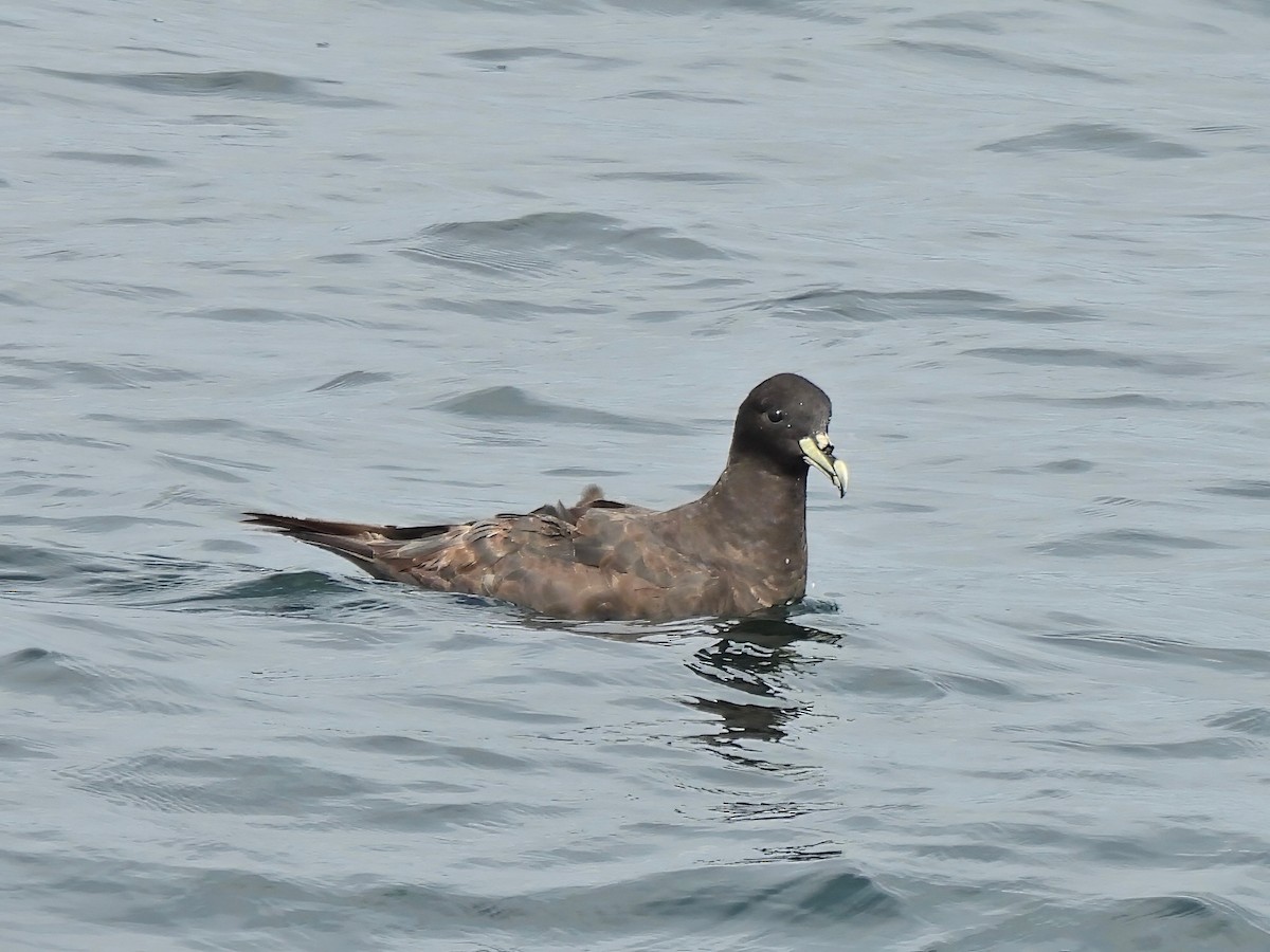 Beyaz Gıdılı Yelkovan - ML647124411